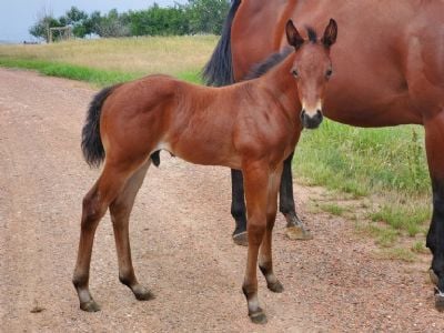 Emerald Topsail JW <BR>AQHA 6258521